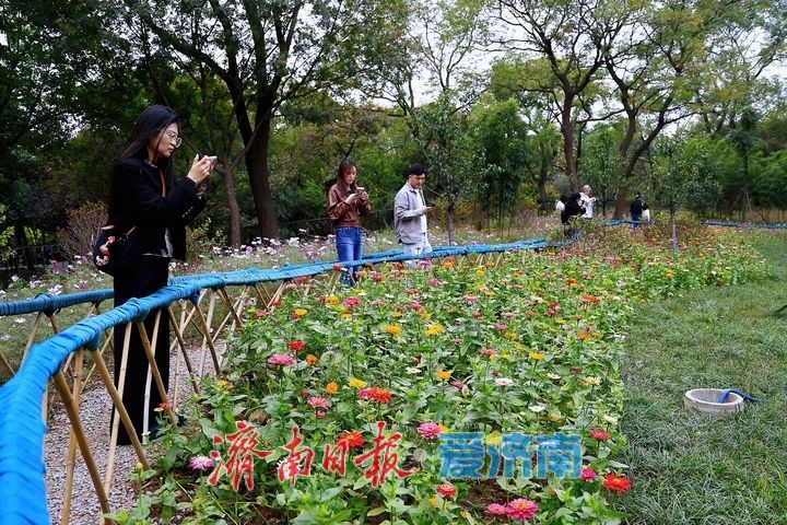 邂逅百日菊花海 解锁泉城晚秋浪漫