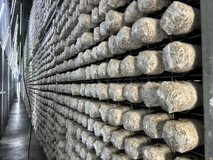 云话山东｜以外贸为翼，领航食用菌产业全球新航程