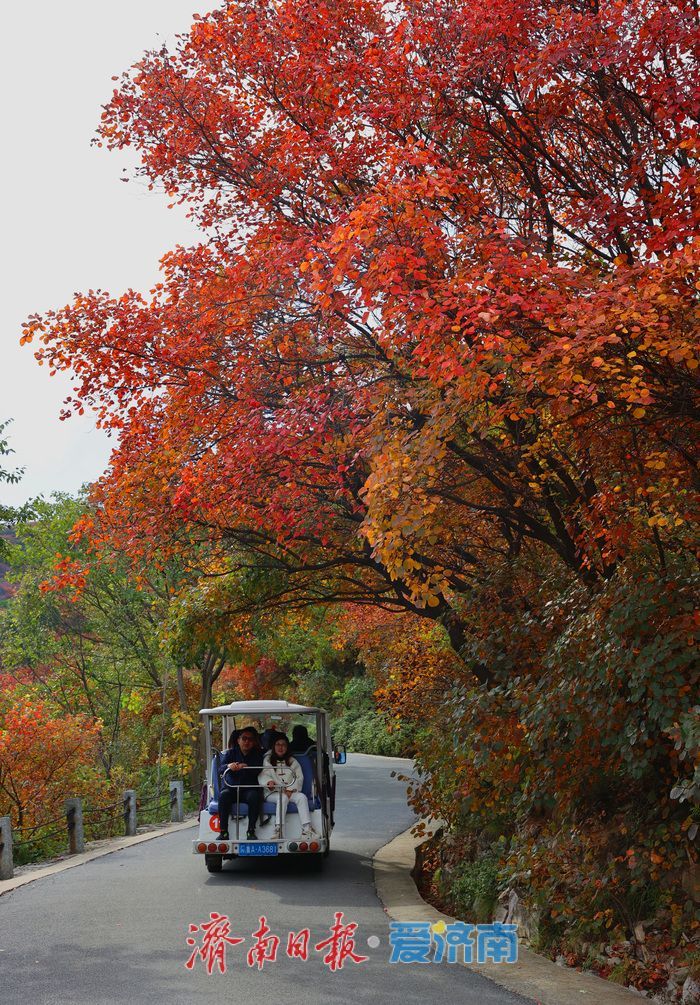万山红遍，层林尽染！济南红叶谷进入最佳观赏期