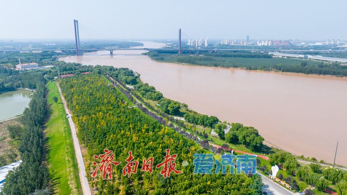 金色盛宴即将开启！济南黄河银杏林最佳观赏期预告，收好这份打卡攻略