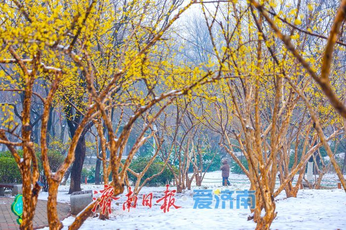 一年四季 泉在济南丨春日信使入雪中画境