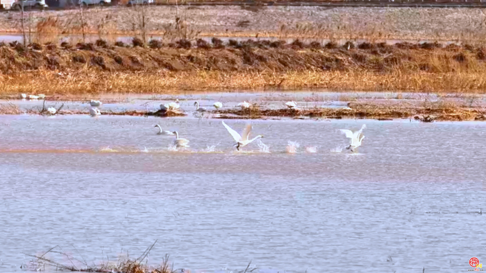 鹊华冬韵—“天鹅湖”