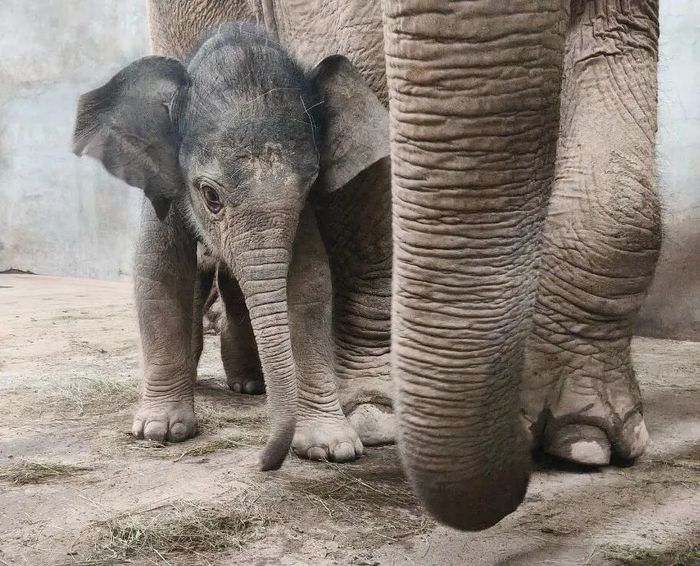 济南动物园网红小象“出街”时间确定，快去和它见面吧！