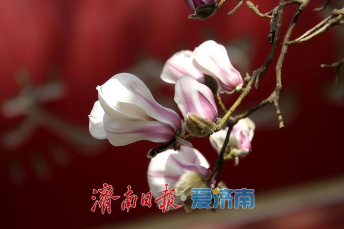 一年四季 泉在济南丨泉水叮咚，玉兰花开