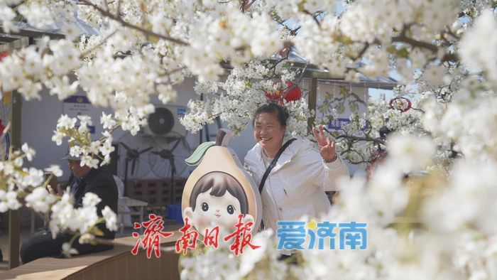 “春风漫梨园，花开似雪来” 在商河赴一场百年梨花之约！