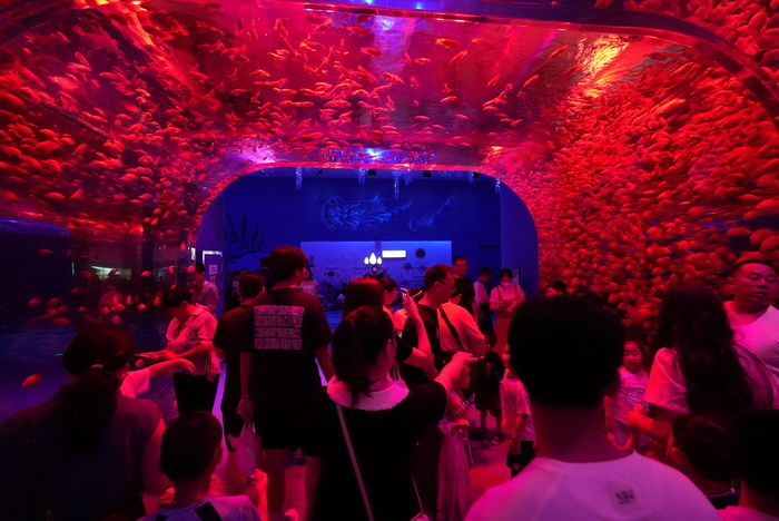 暑期接近尾声 游客“海底”觅清凉