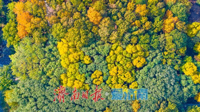 森林公园秋色如画 金黄银杏与巨型白蜡树引客来