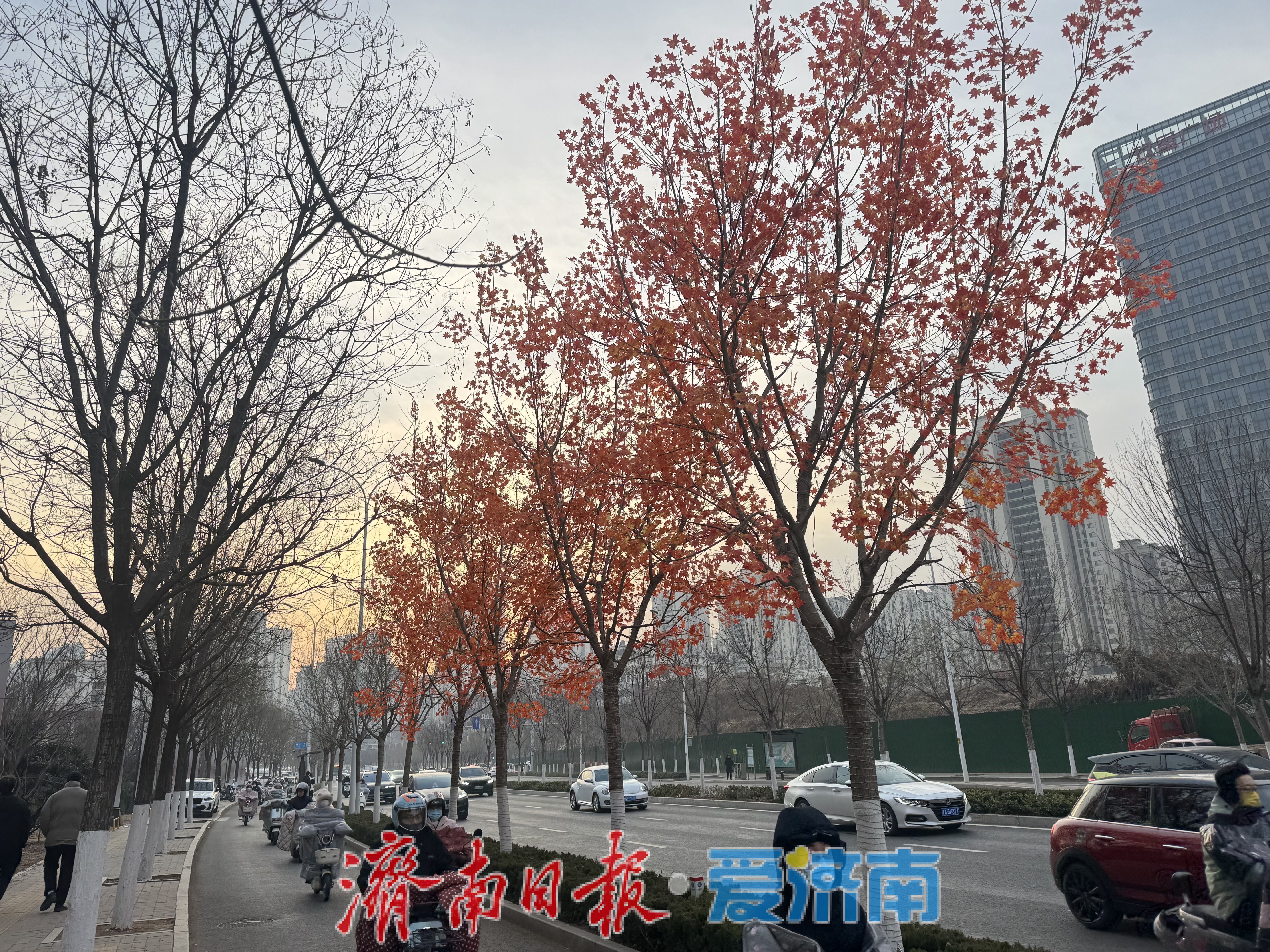 一年四季 泉在济南｜冬日绿树披红叶 街头添生机