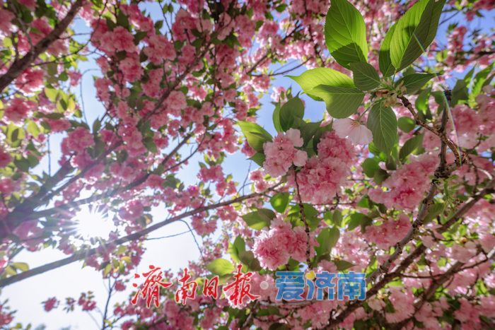 晚樱盛放醉春风！济南森林公园晚樱大道成春日浪漫打卡地