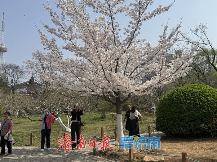 气温攀升至25℃ 泉城公园樱花盛放引客来