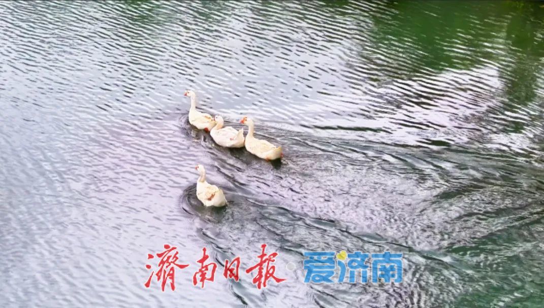 7月3日起，济南白泉生态保护项目对市民免费开放