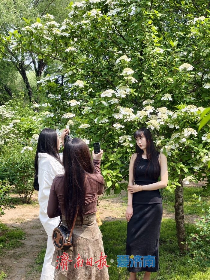 泉城公园琼花、木本绣球迎来盛花期