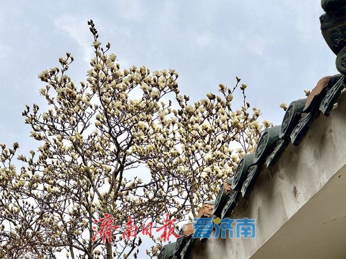 春雨润繁花 百花公园玉兰盛放醉泉城