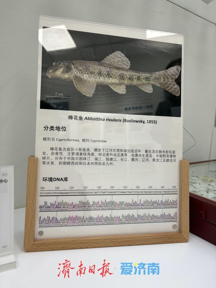 珍稀鱼类是否“到访”，舀一杯河水就能知道