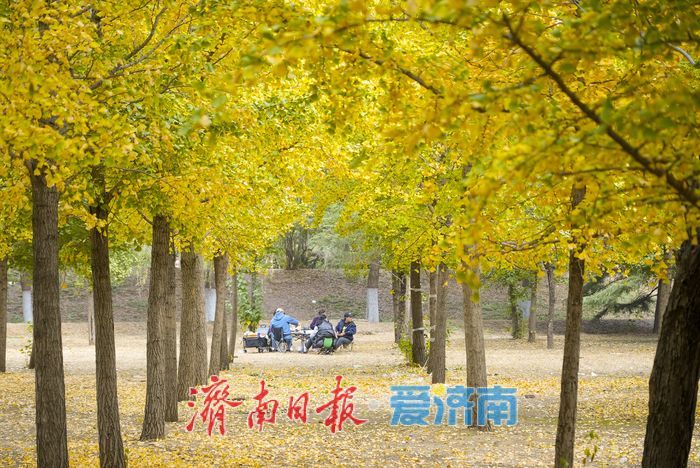 黄河南岸银杏染金 进入最佳观赏时节