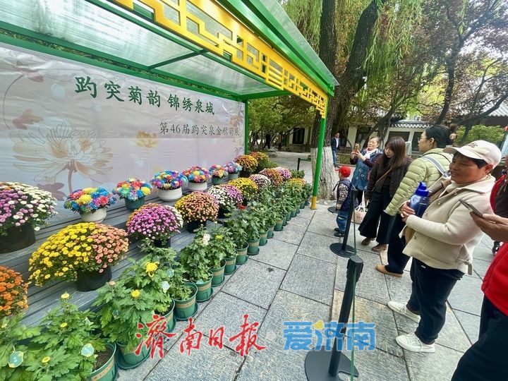 提前探营！趵突泉第46届金秋菊展静候绽放