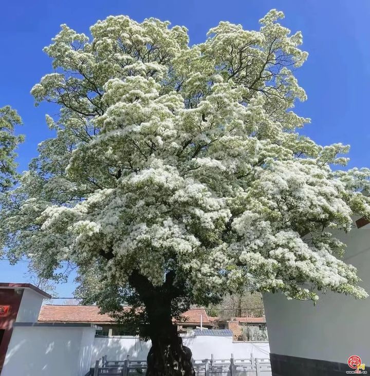 一棵树带活一个村！文祖街道以“一村一业”解锁全域振兴新图景