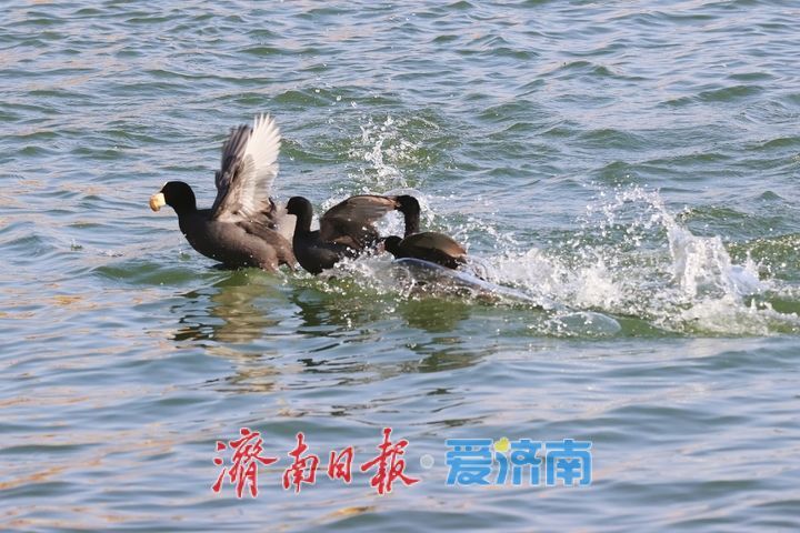 白骨顶鸡做客大明湖 泉城生态绘就新画卷