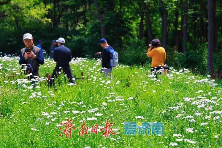 森林公园大滨菊盛放 市民定格美好瞬间