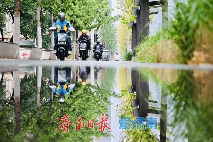 一年四季 泉在济南｜雨润娜塔栎 城市街头尽显绿意风情