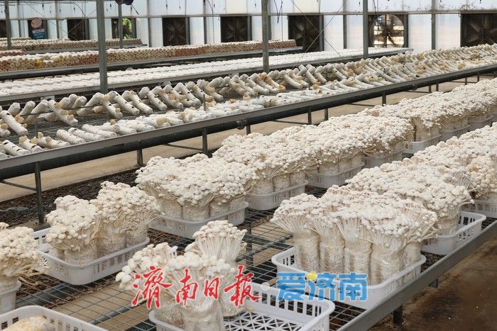 热度拉满！齐鲁童乡成济南亲子出游新晋热门打卡地