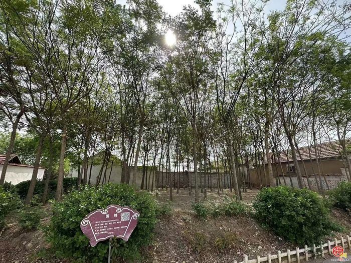 济南:​​党建引领乡村振兴的“刘家庙样本”​