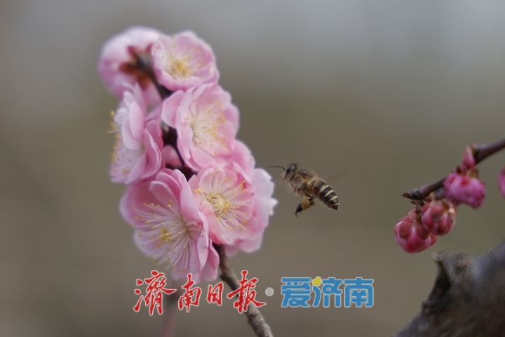 一年四季 泉在济南丨繁花似锦 泉城公园藏尽春日浪漫