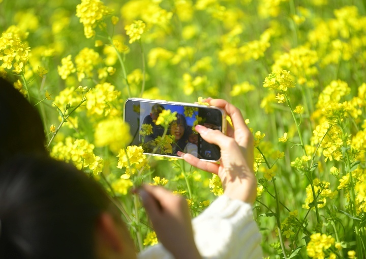 仲春时节满眼金，油菜花开遍地黄 
