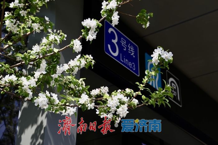 梦幻海棠花开 地铁站外遇春潮