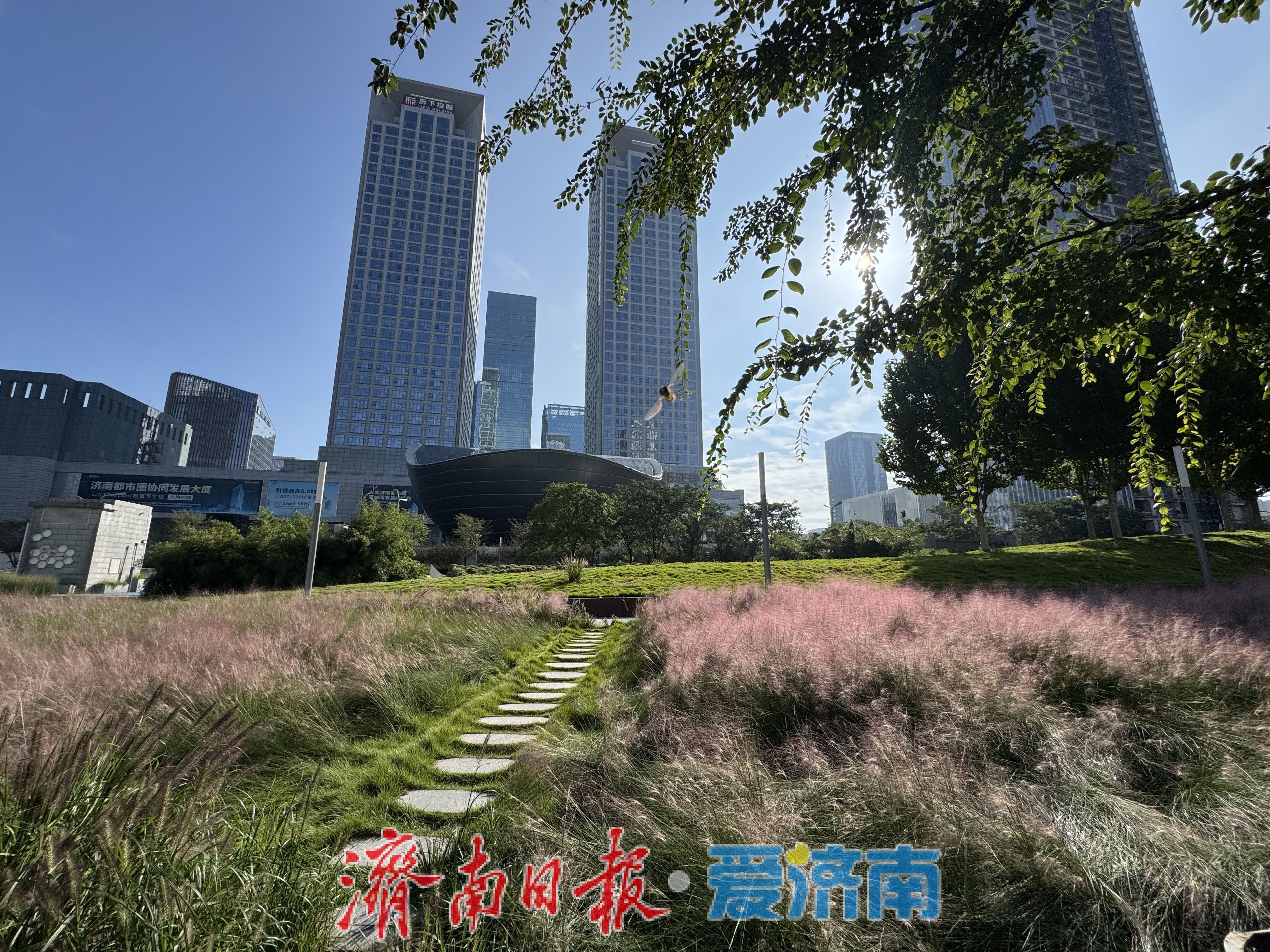 一年四季 泉在济南丨济南泉城人才公园：粉黛盛放绘就秋日浪漫画卷