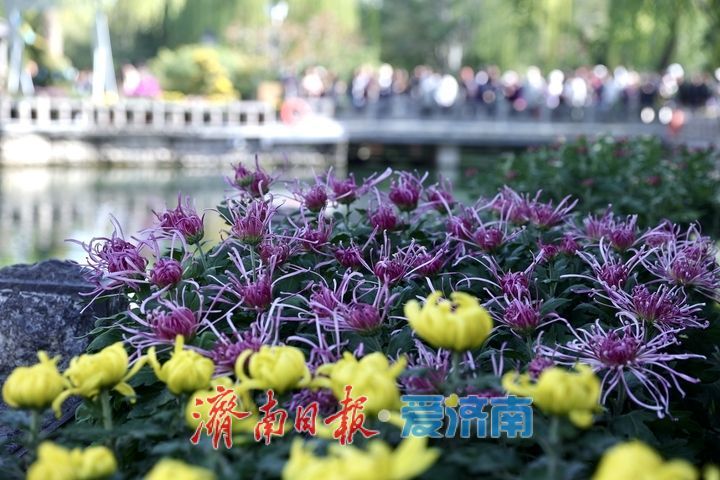 一年四季 泉在济南丨趵突泉菊展抢先看，打卡“不做菊外人”