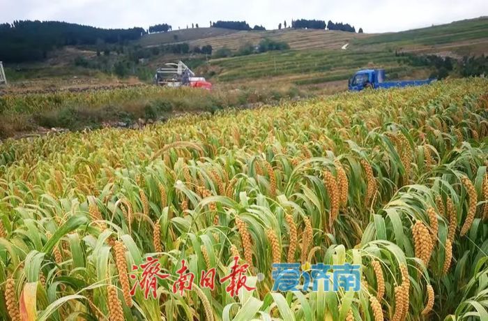 丰收的章丘，真美！