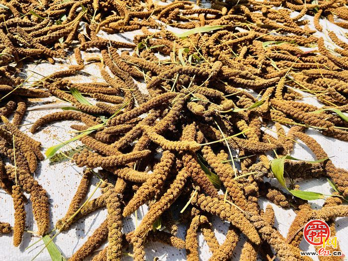 弃医从农化身“食补专家” 岳大叔以富硒产品打造“升级版”乡村产业