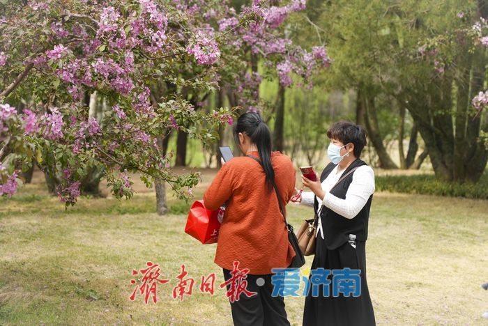 济南森林公园紫花海棠引游人