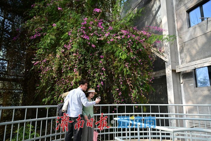 “三八”节探春意 温室成“亲子课堂”与“城市花房”