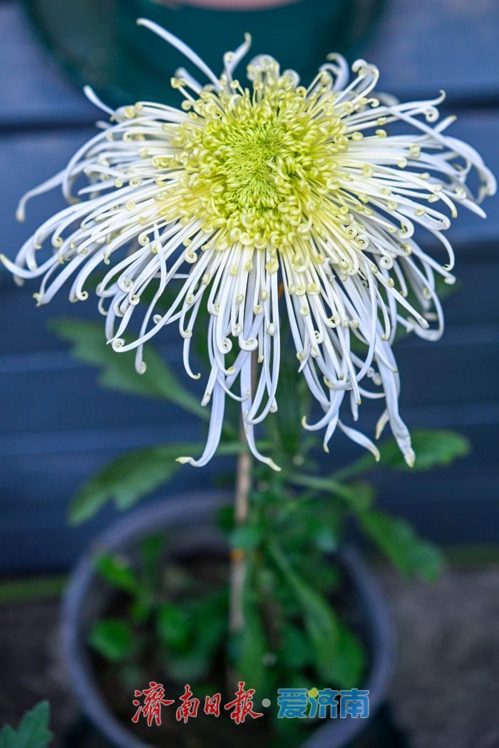 亮点纷呈 体验升级 第46届趵突泉金秋菊展今起开展