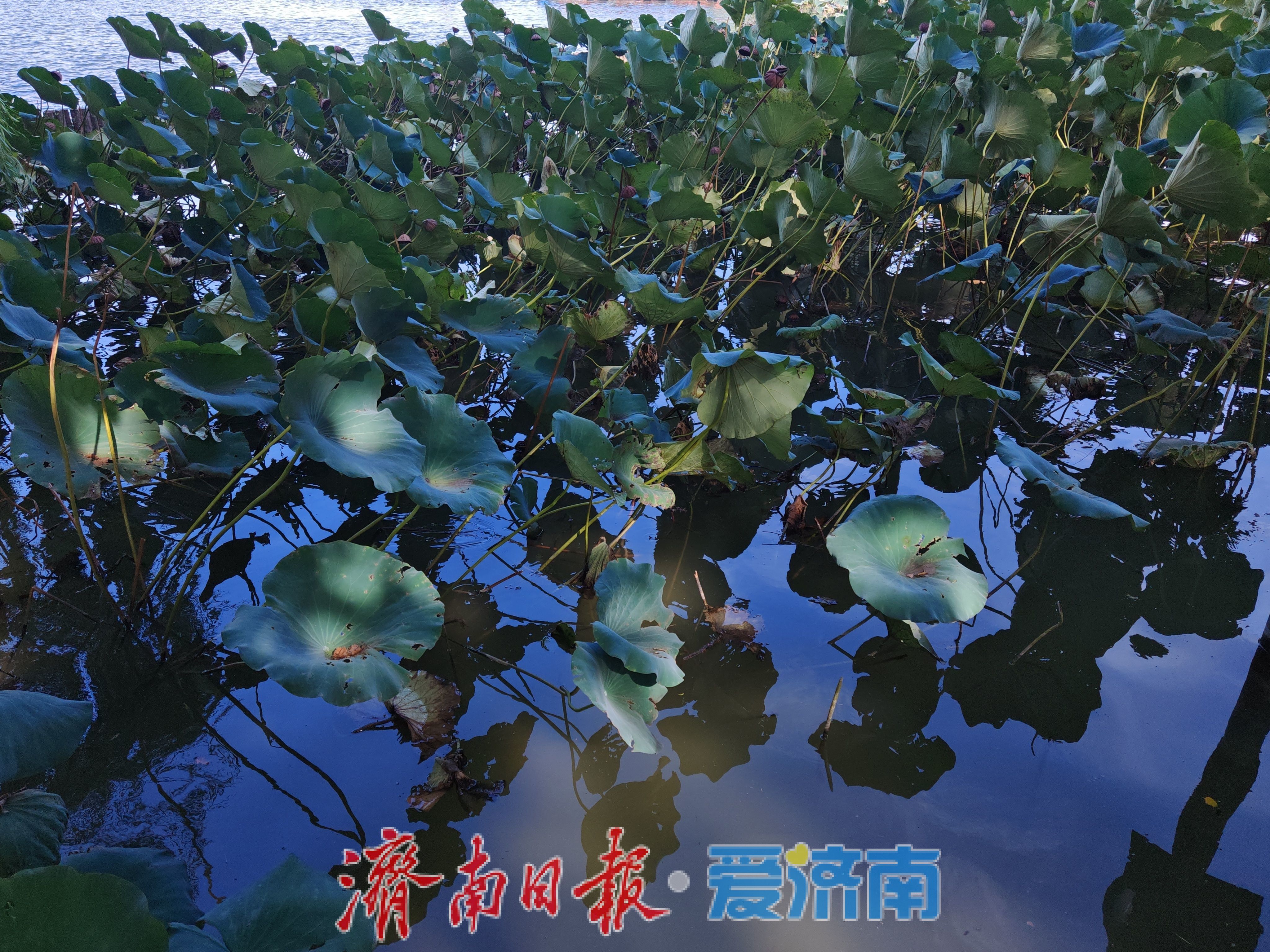 大明湖游人如织 秋意正浓