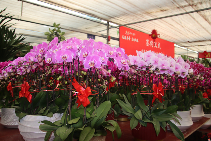 花漾齐鲁·喜迎新春 2026年宵花市盛大开幕