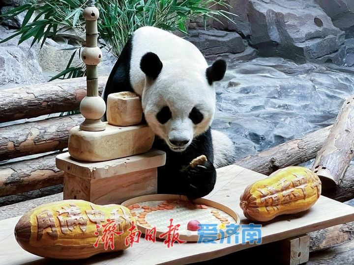 济野中秋，动物团圆！济南野生动物世界中秋动物丰容欢乐上线