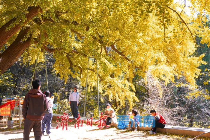 千年银杏树披上黄金甲