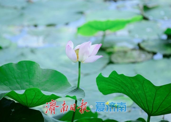 一年四季 泉在济南丨荷红叶绿满城香，大明湖首批荷花盛夏绽放