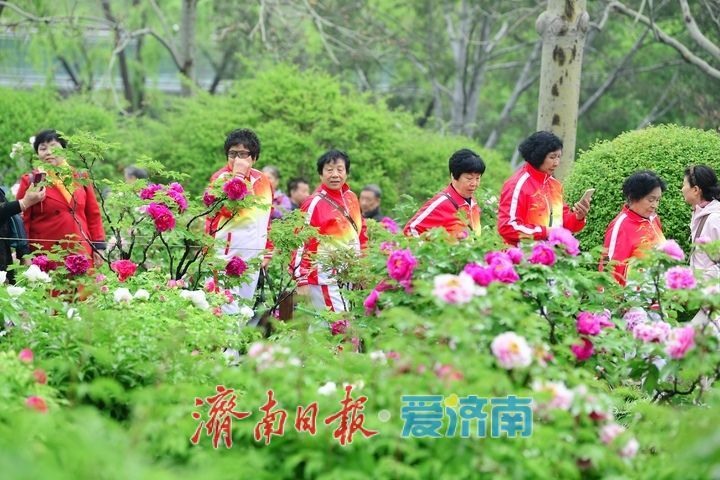 一年四季 泉在济南丨雨润牡丹娇艳欲滴，泉城市区最大牡丹园春色无边