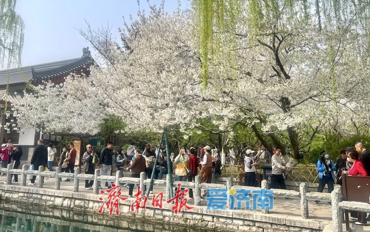 一年四季 泉在济南丨泉畔春樱盛 五龙潭变“打卡”胜地