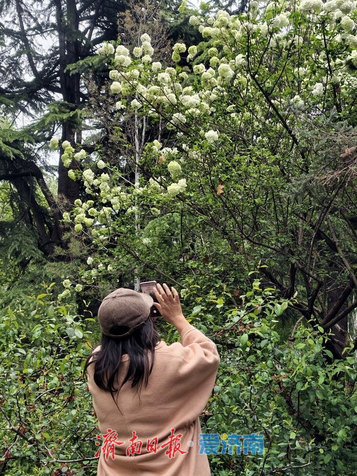 暮春时节，百花公园木本绣球清雅绽放