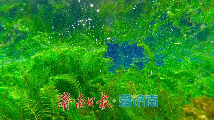 一年四季 泉在济南丨直击五龙潭水下秘境！泉眼“开锅”涌珠 胖鲤嬉戏“水底森林”