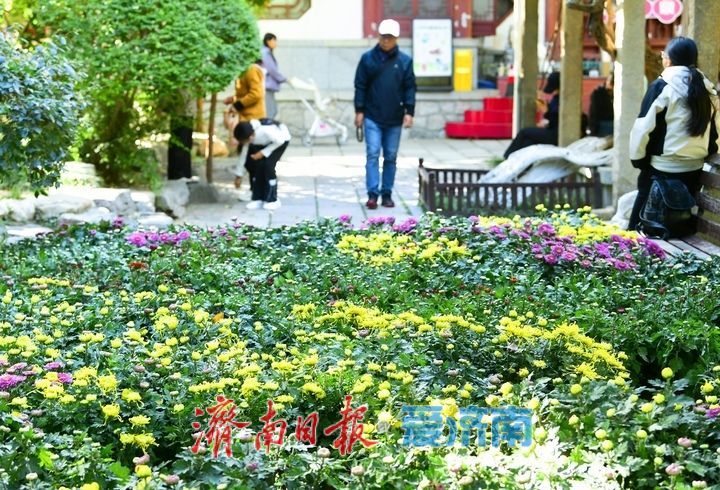 赏名泉喷涌品菊影婆娑，第47届趵突泉金秋菊展即将启幕
