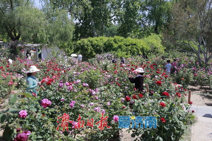 一年四季 泉在济南丨初夏赴花约 泉城公园花海醉游人