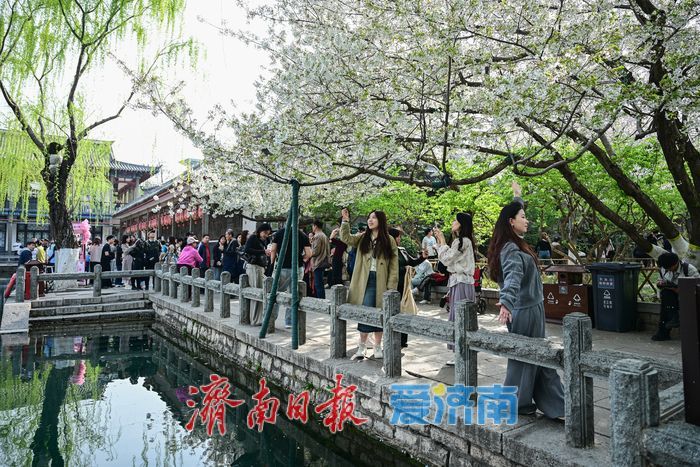 济南五龙潭樱花节迎盛花期 泉畔花海成春日顶流打卡地