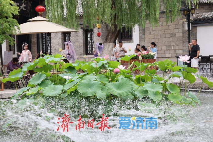 一年四季 泉在济南丨百花洲荷风泉韵引游人消暑赏景
