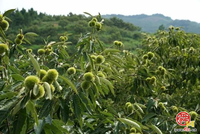 倒计时7天——垛庄镇百峪大顶登山赛即将启幕，邀您共赴诗意山巅，体验文旅盛宴！